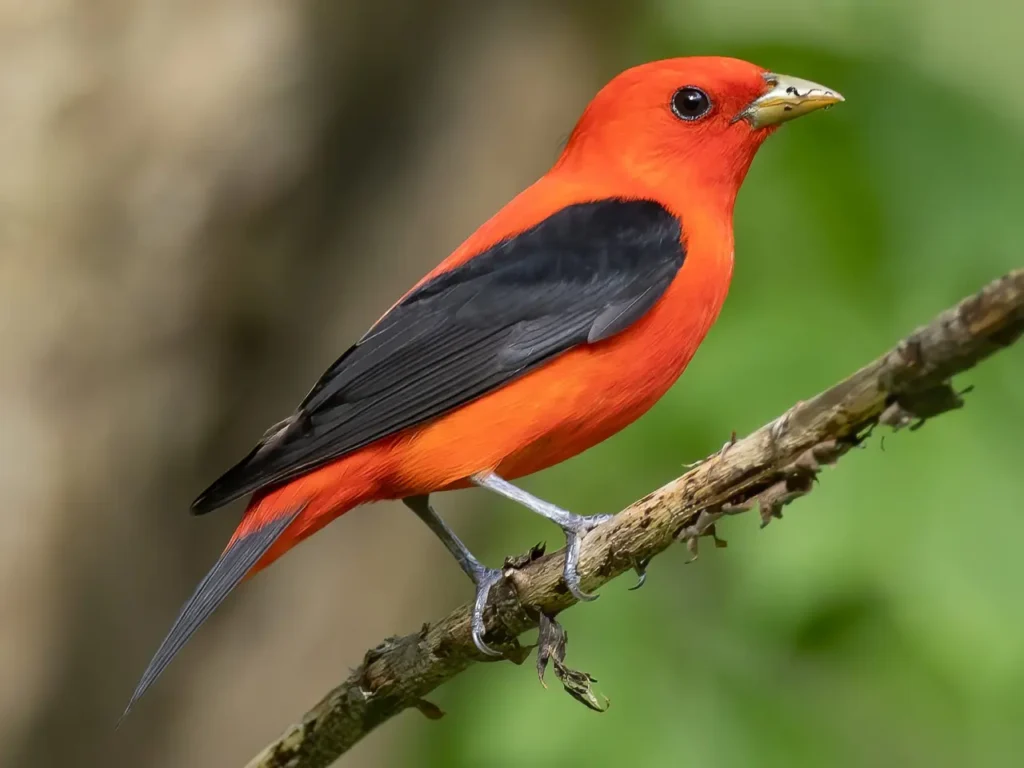 Tanager Species 4