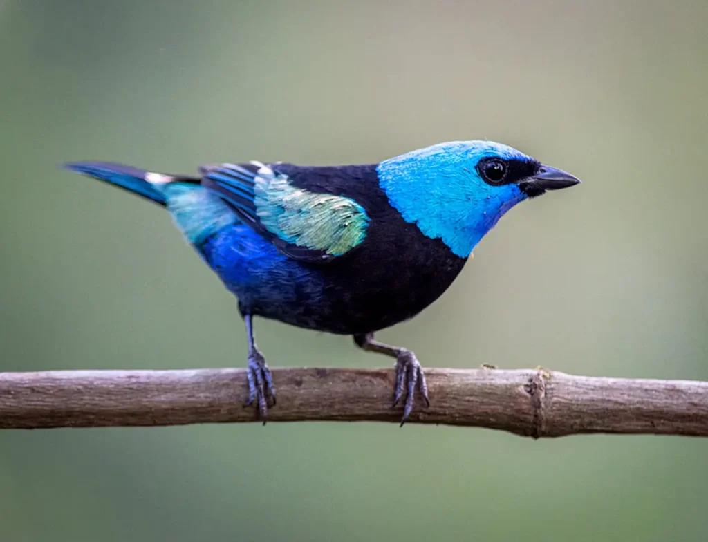 Tanager Species 7