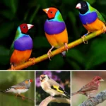 The Most Popular Finches In The World