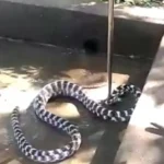 The Mysterious And Enigmatic Snake Species In An Indian Village Baffling Experts 1