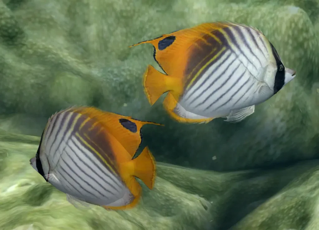 Threadfin Butterflyfish 5
