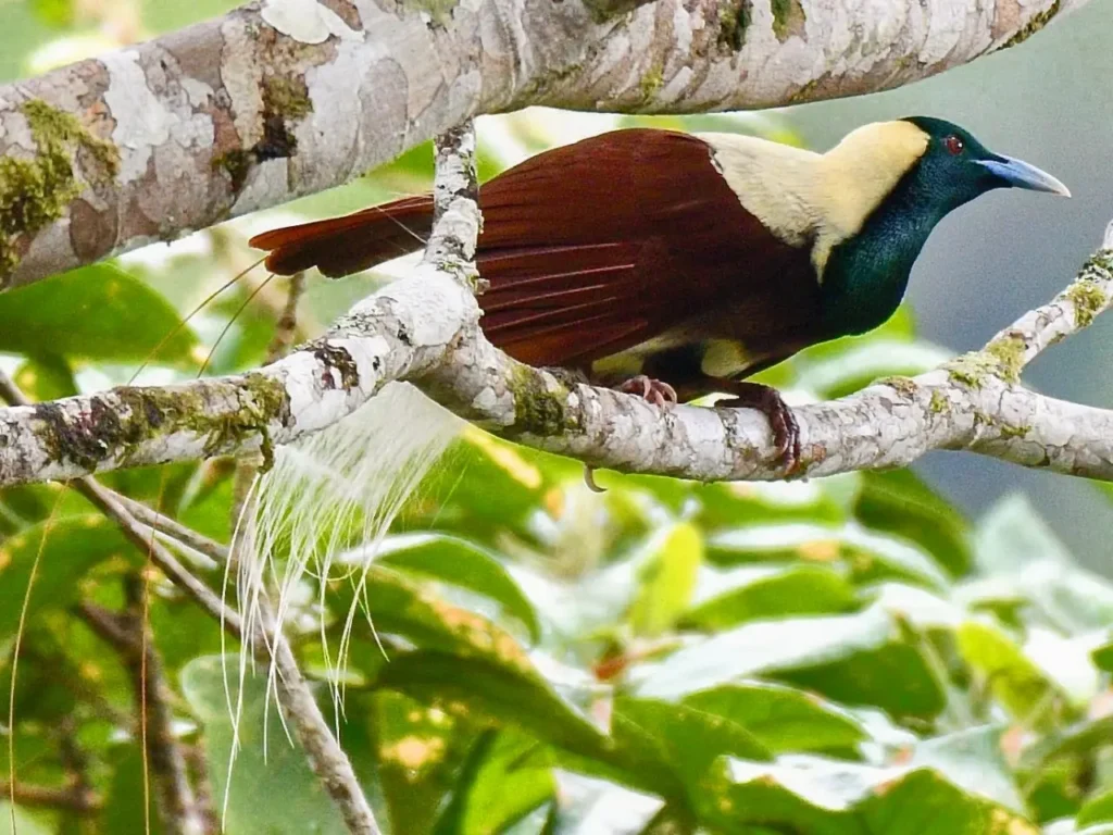 Types Of Birds-of-paradise 3