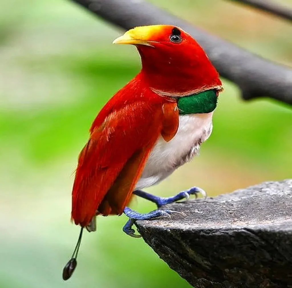 Types Of Birds-of-paradise 6
