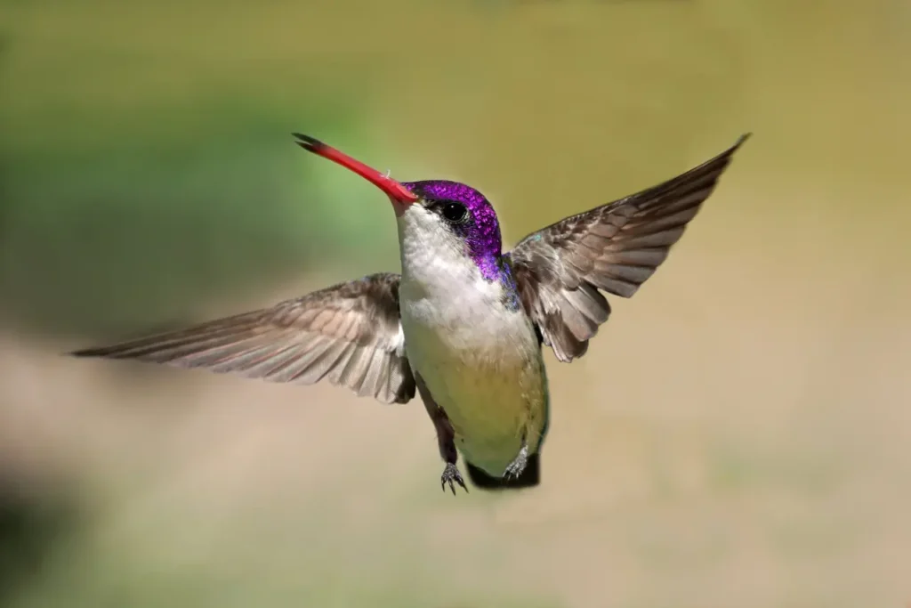 Violet-crowned Hummingbird 13