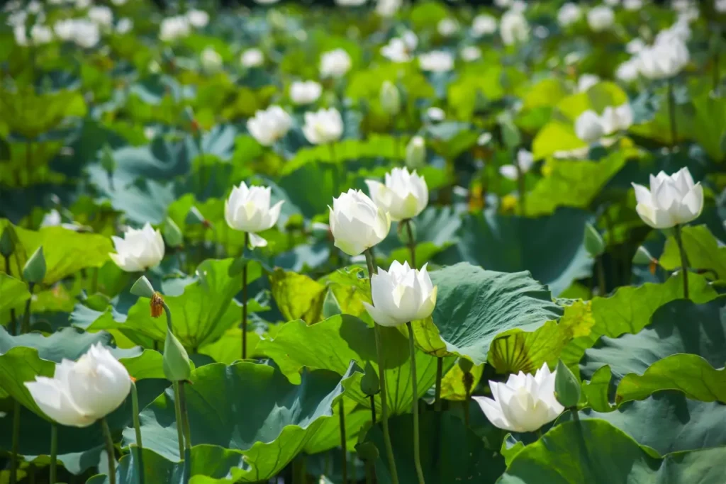 White Lotus 10