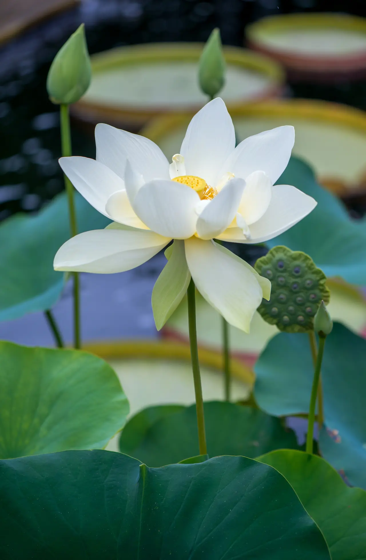 White Lotus 11
