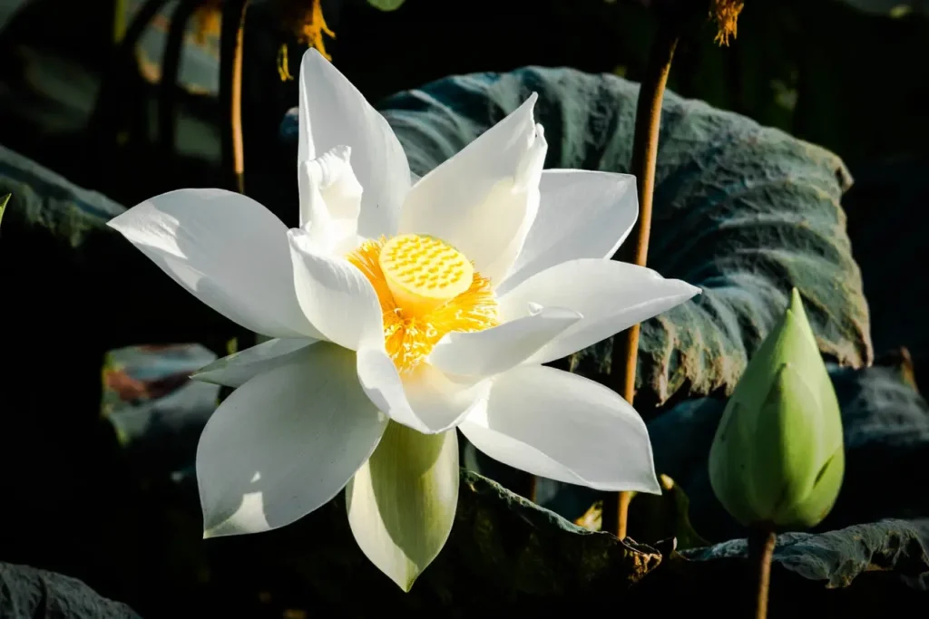 White Lotus 12