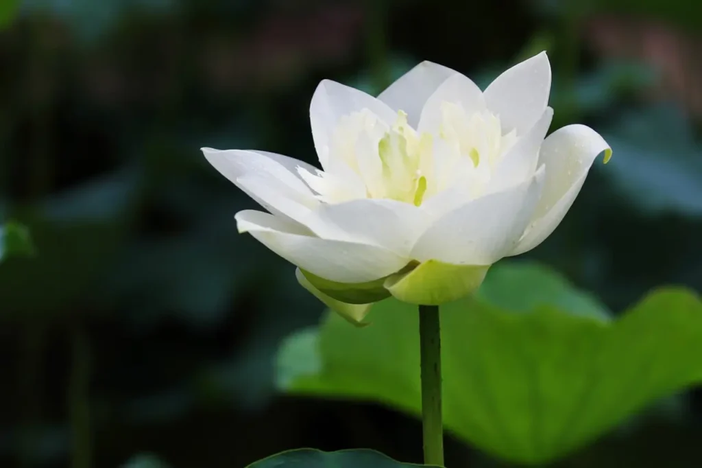 White Lotus 13