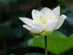 White Lotus 13
