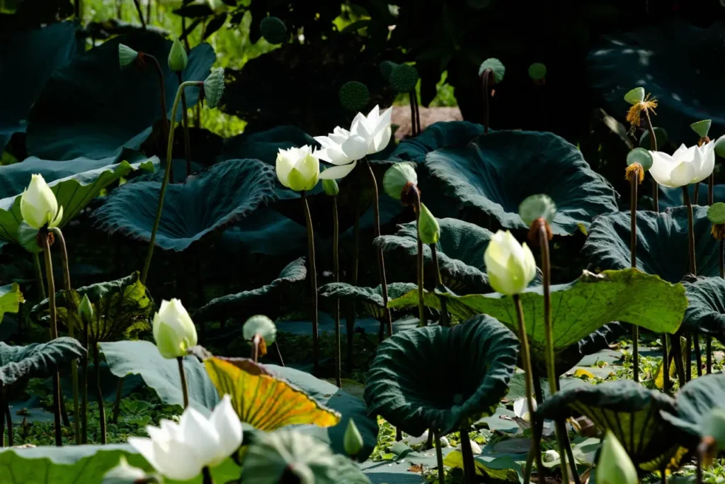 White Lotus 16