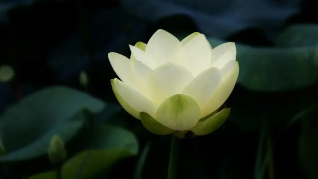 White Lotus 2