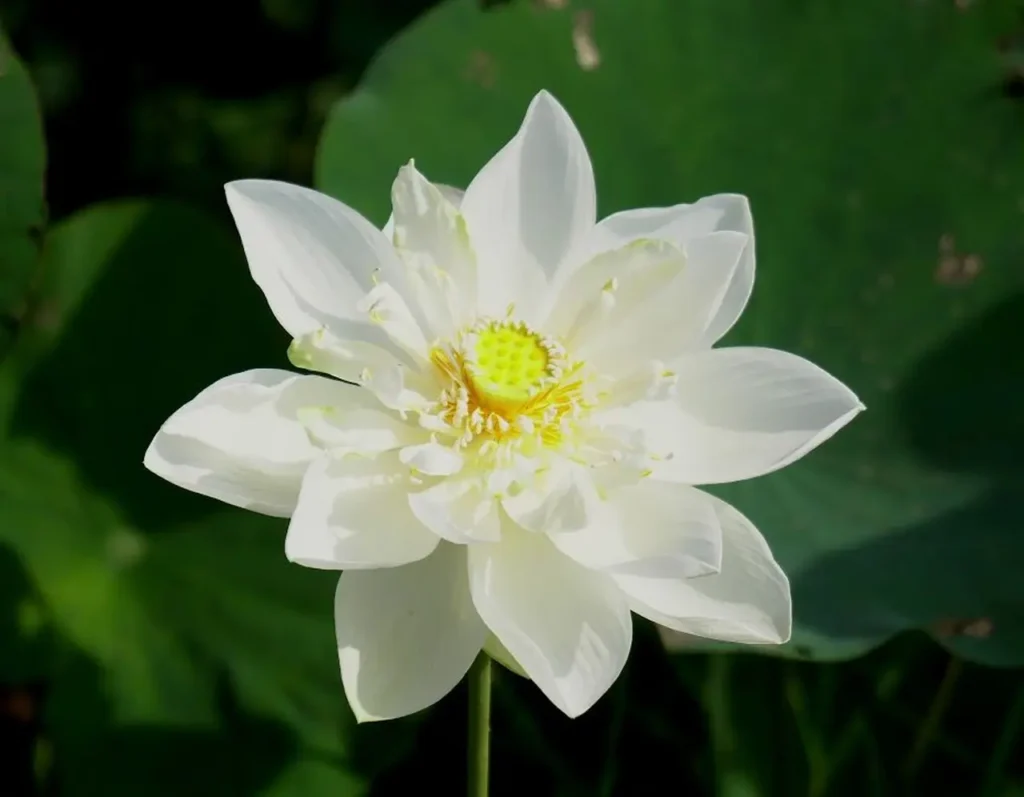 White Lotus 3