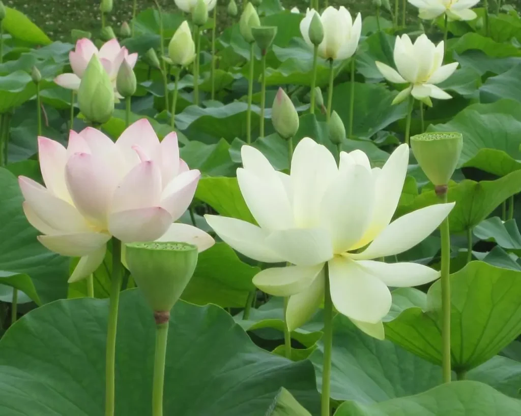 White Lotus 5