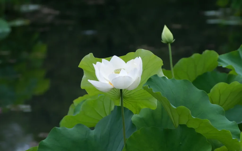 White Lotus 6