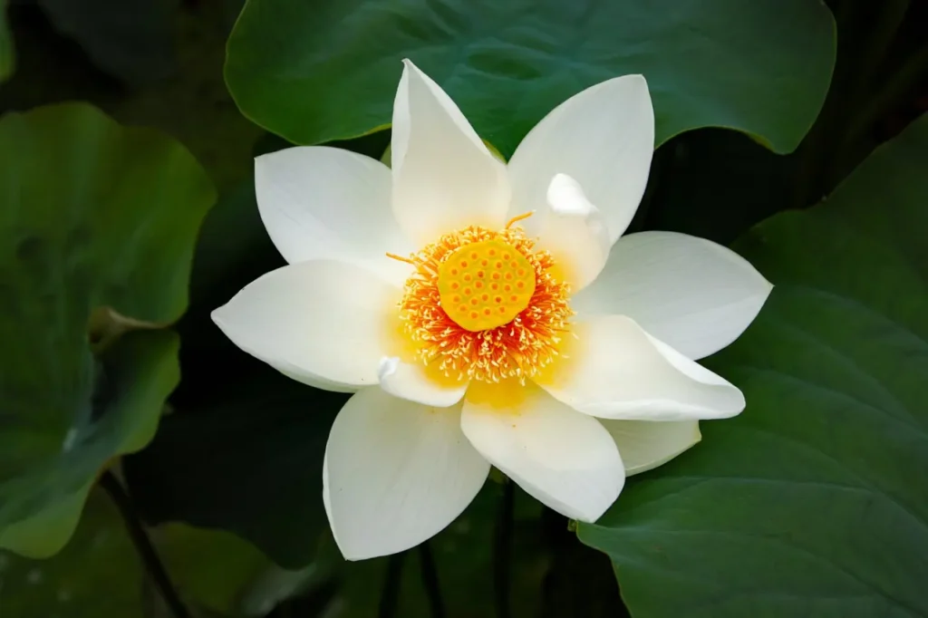 White Lotus 8