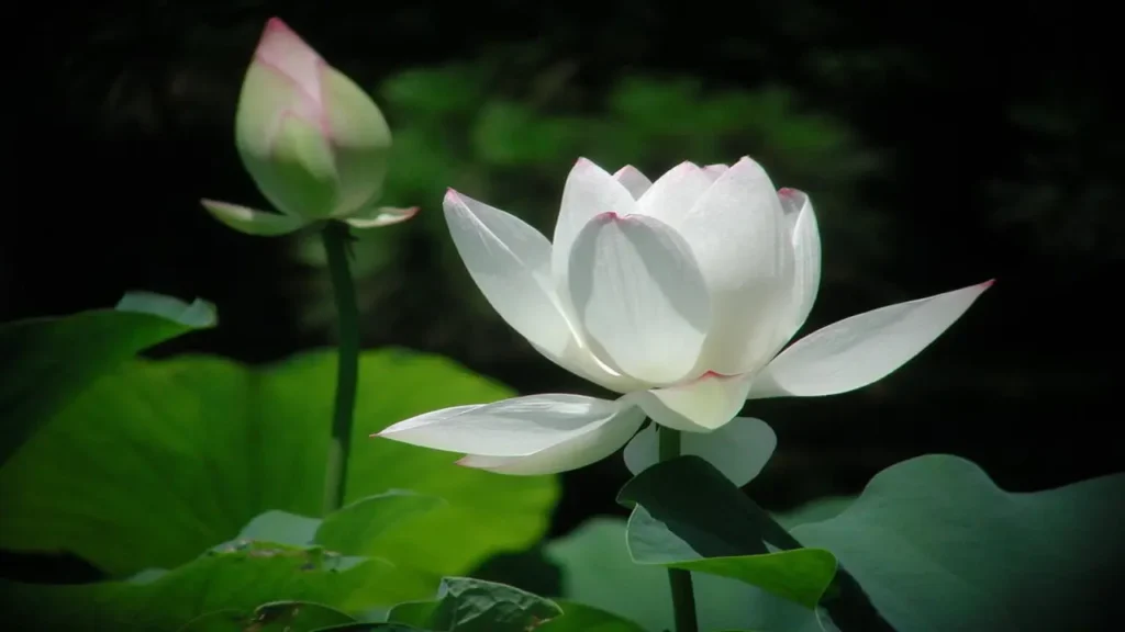 White Lotus 9