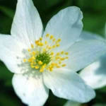 White Wood Anemone Flower 1