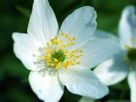 White Wood Anemone Flower 1