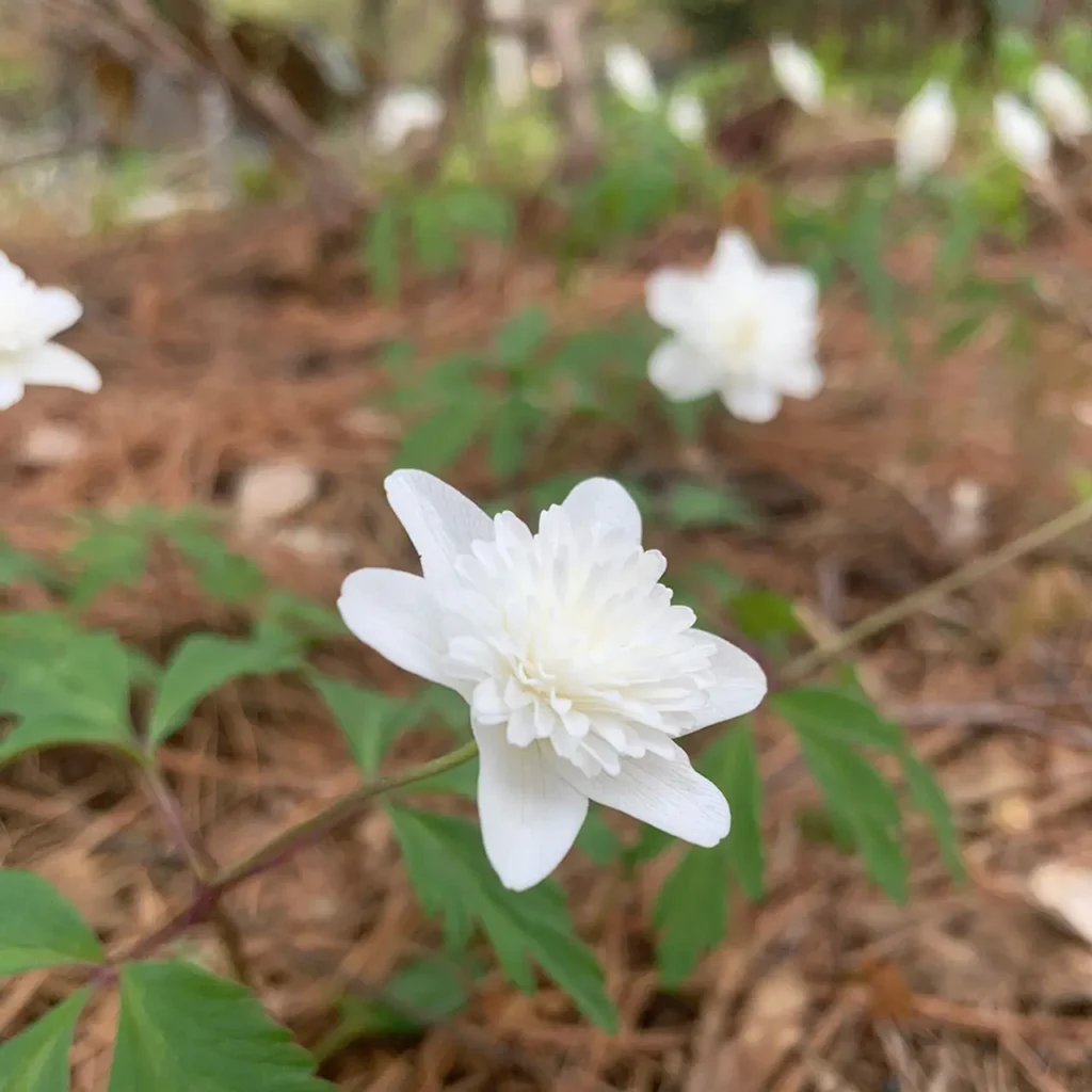 White Wood Anemone Flower 3