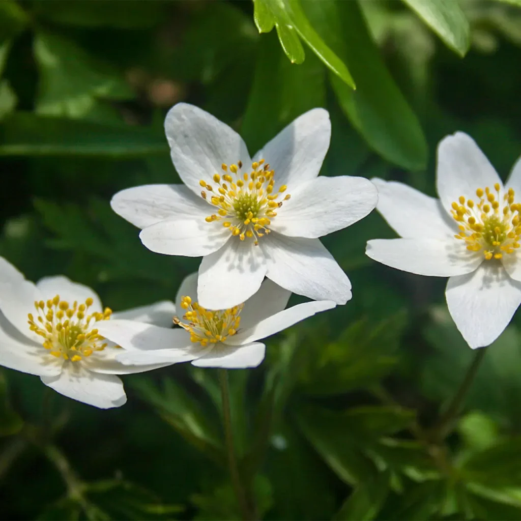 White Wood Anemone Flower 5
