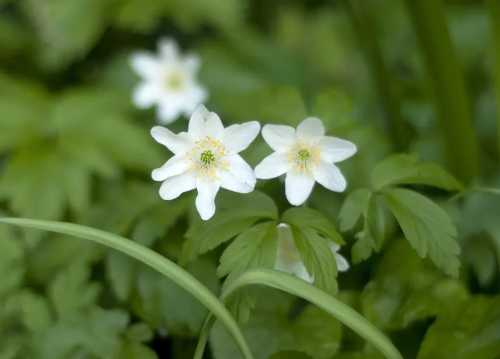 White Wood Anemone Flower 6