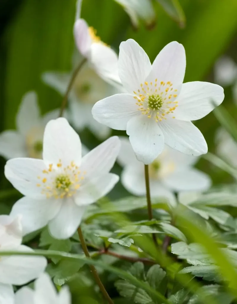 White Wood Anemone Flower 7