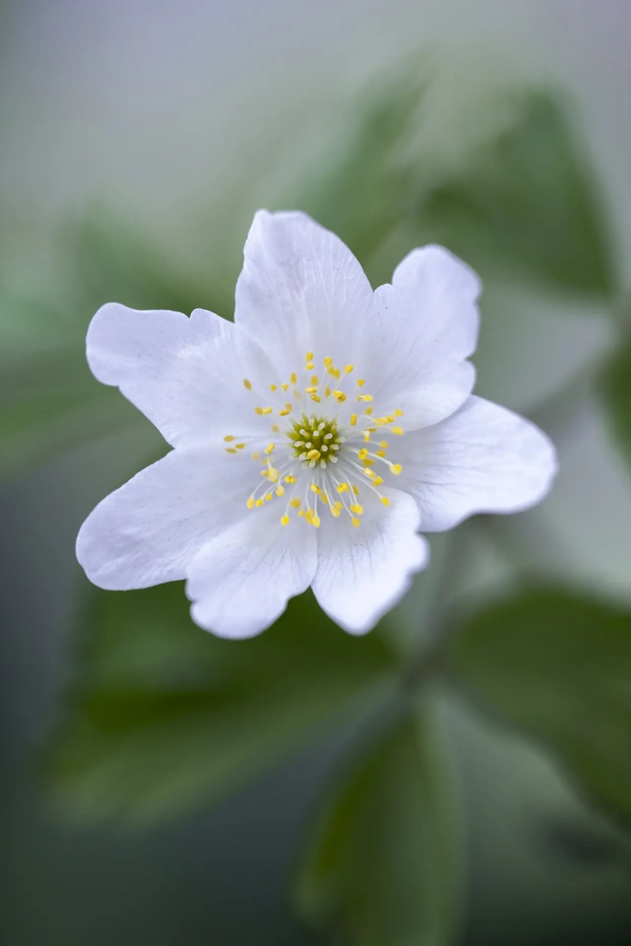 White Wood Anemone Flower 8