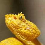 Yellow Snakes 1