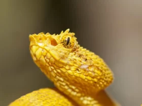 Yellow Snakes 1