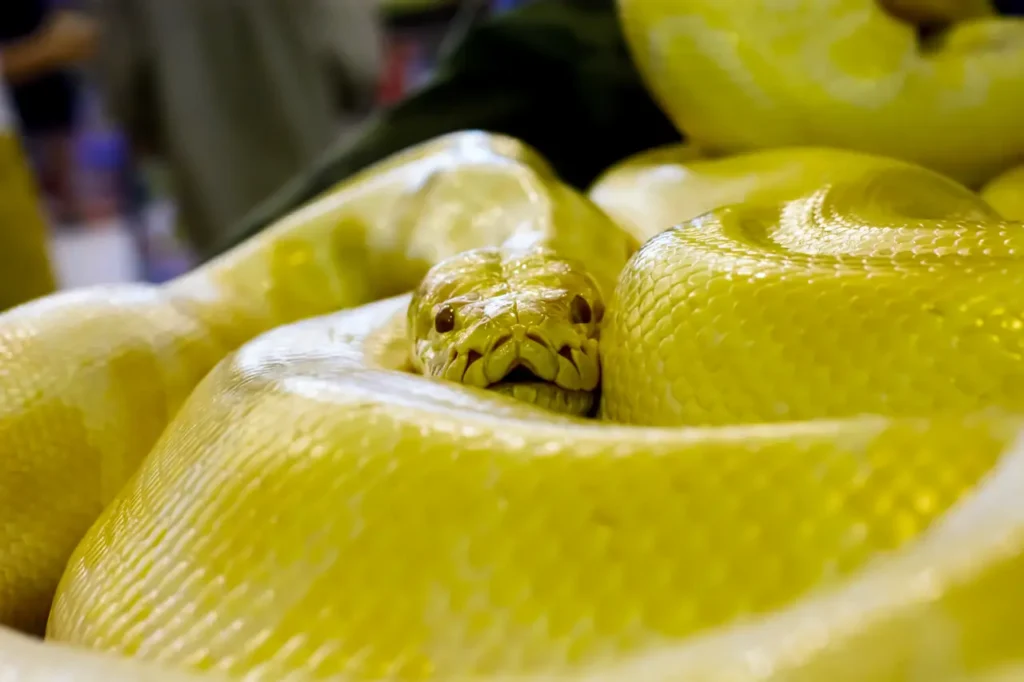 Yellow Snakes 10