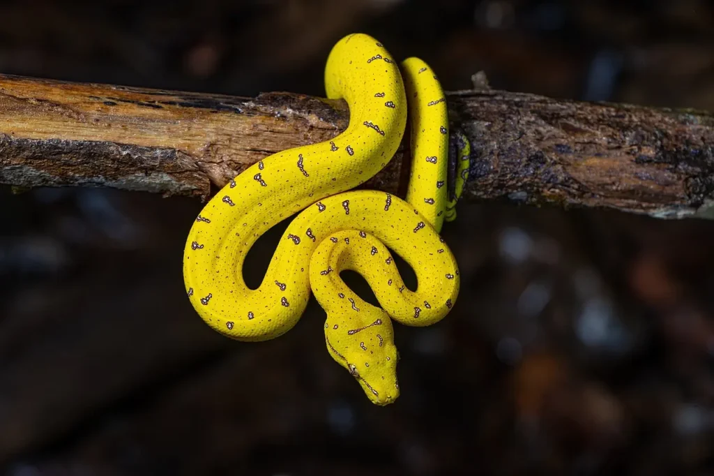 Yellow Snakes 11