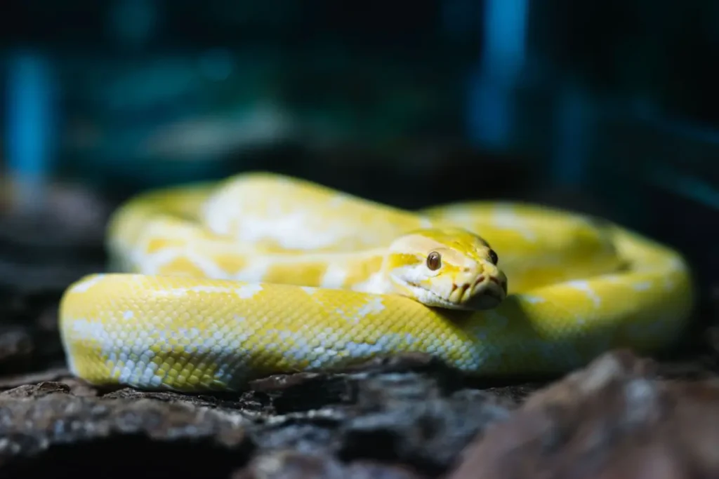 Yellow Snakes 3