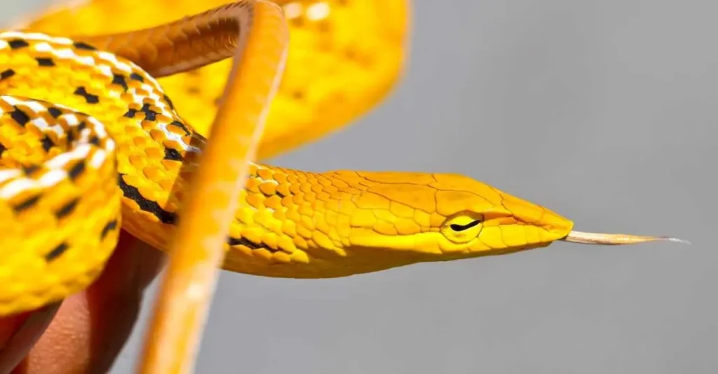 Yellow Snakes 4
