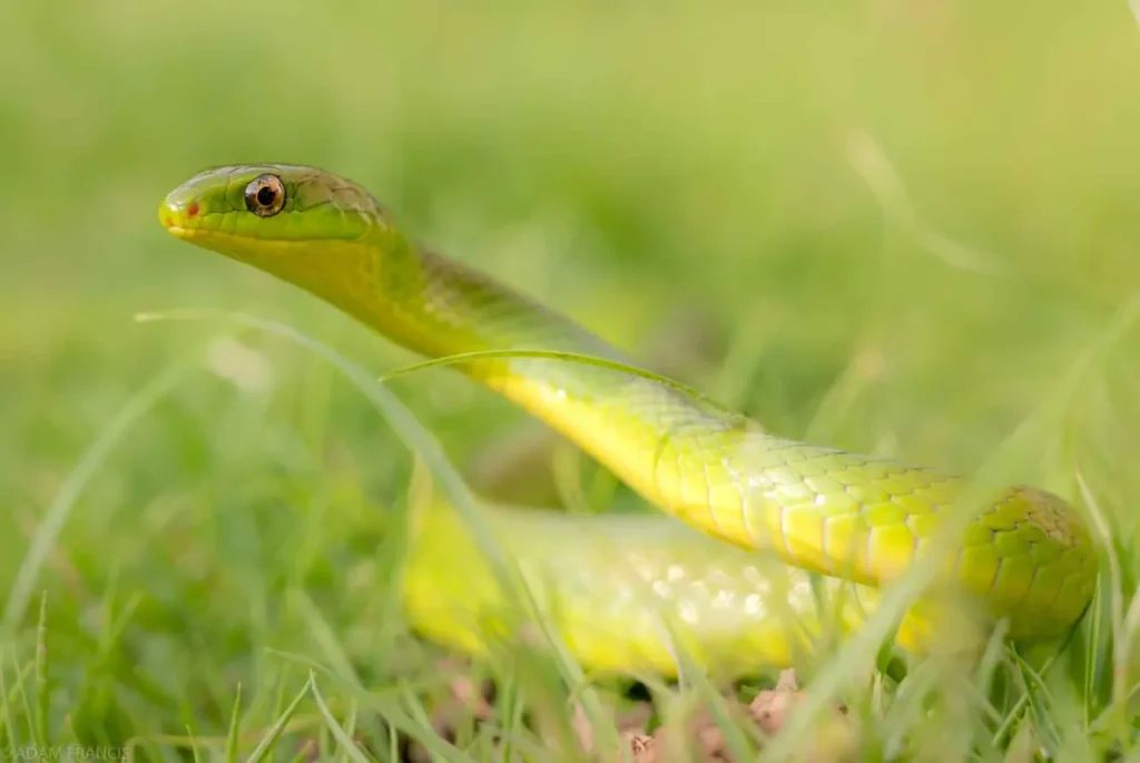 Yellow Snakes 7