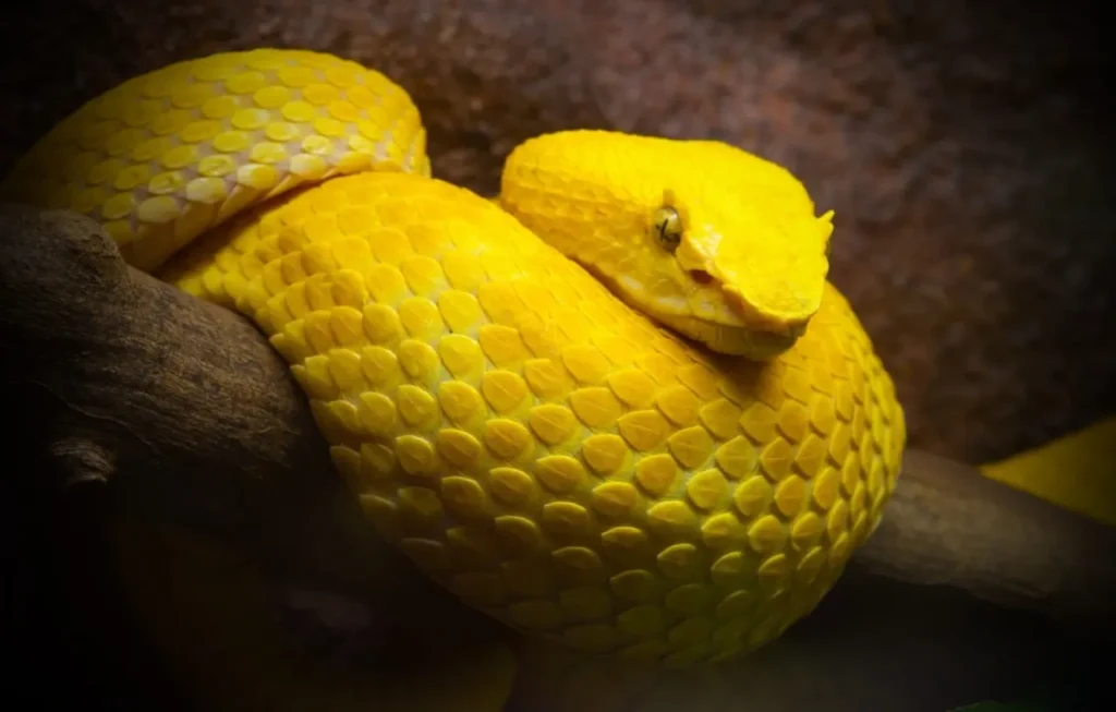 Yellow Snakes 8