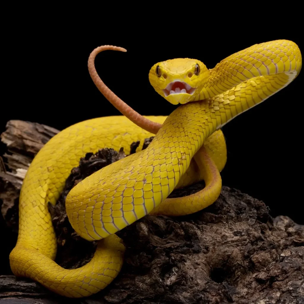 Yellow Snakes 9