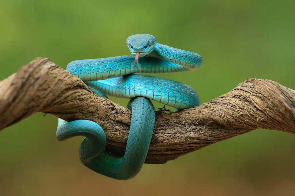 Blue Snakes 10
