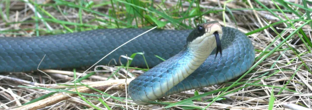 Blue Snakes 11