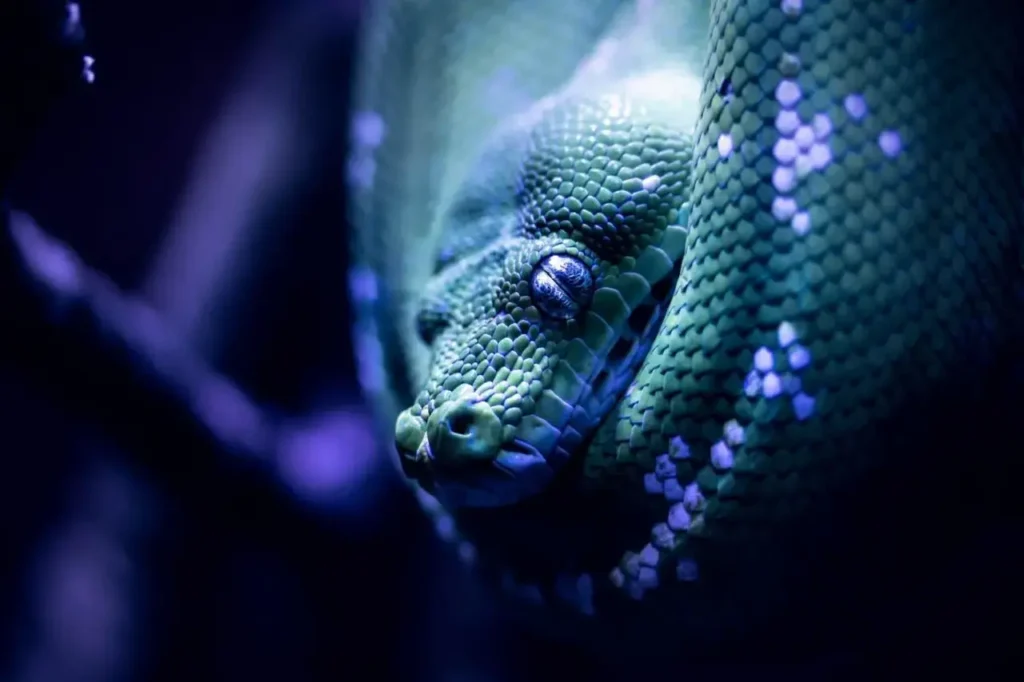 Blue Snakes 14
