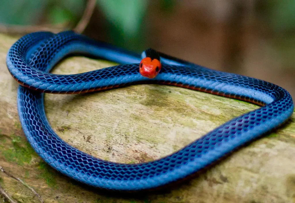Blue Snakes 15