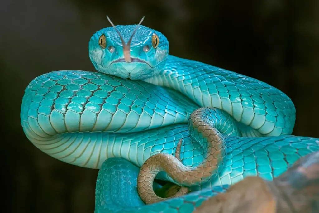 Blue Snakes 16