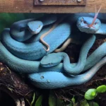 Blue Snakes 17