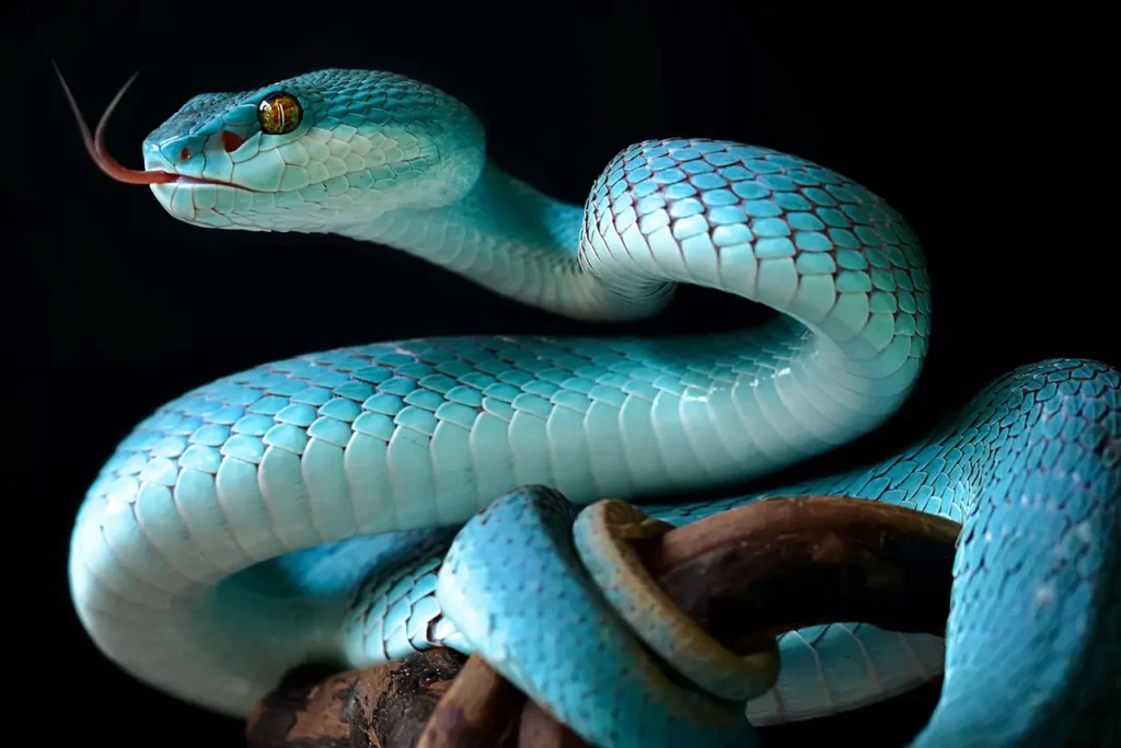 Blue Snakes 19