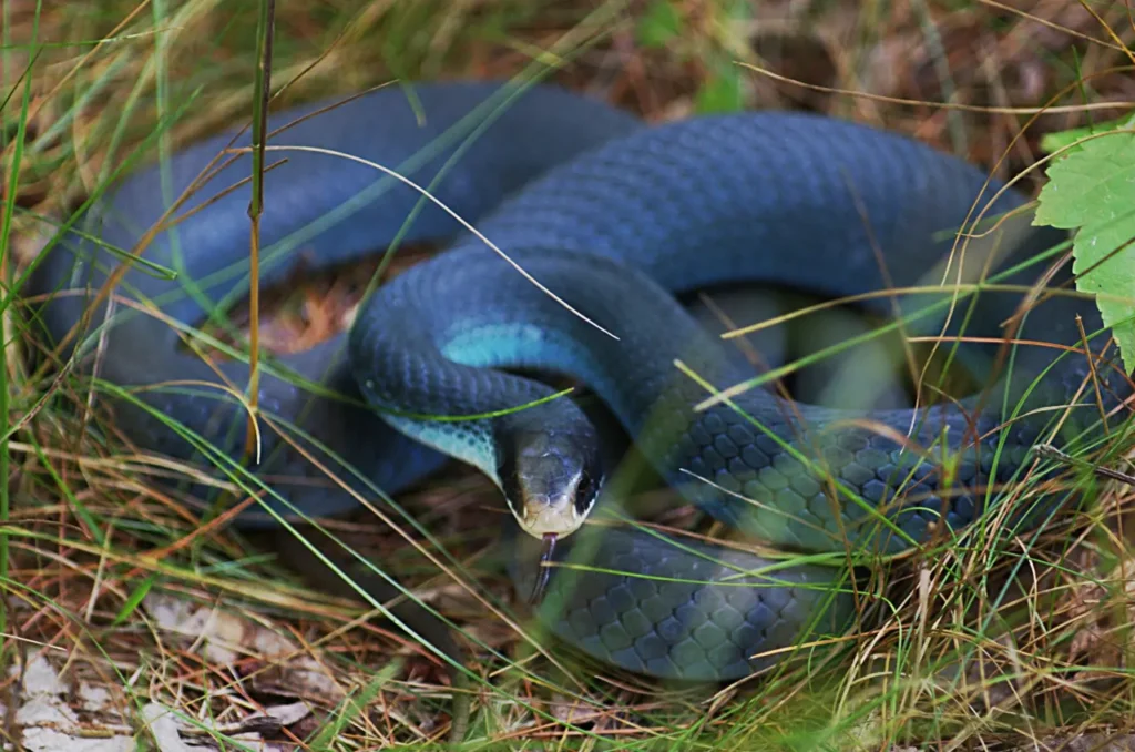 Blue Snakes 2