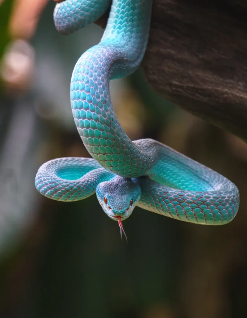 Blue Snakes 3
