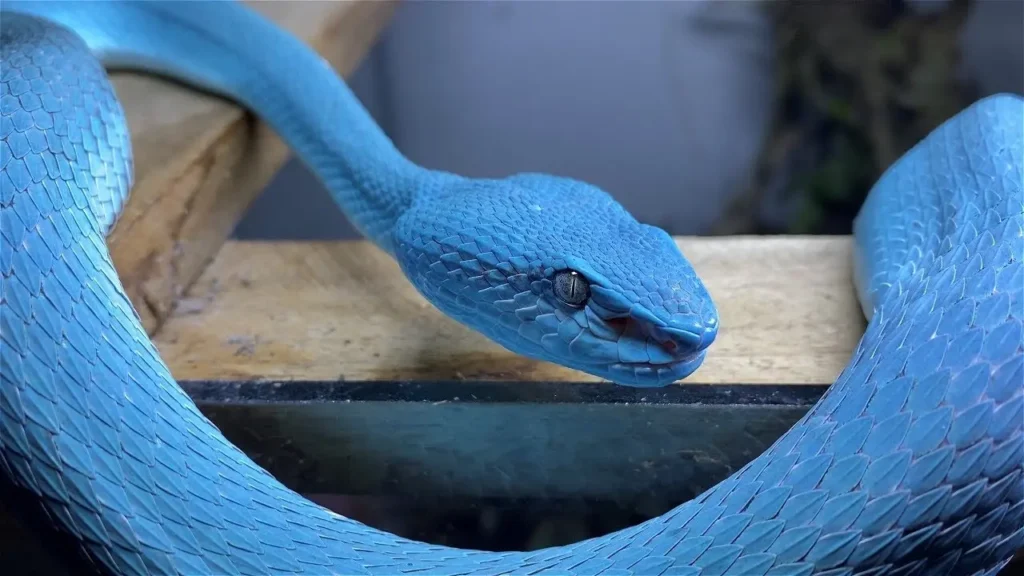 Blue Snakes 4