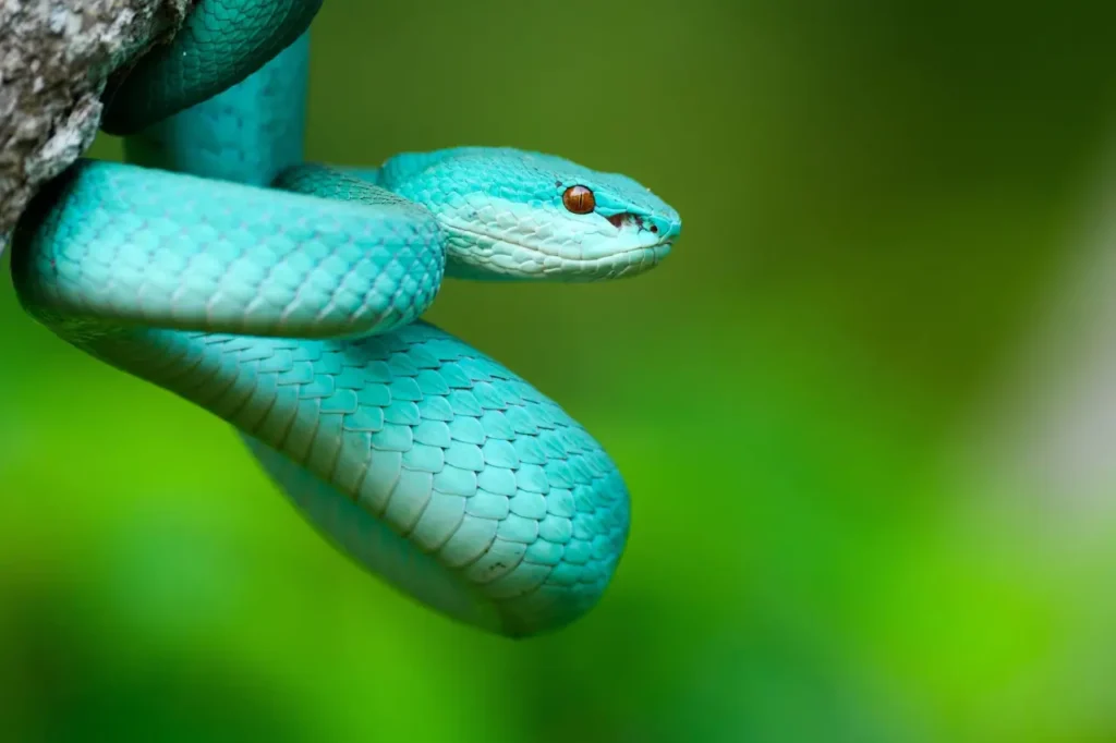Blue Snakes 9