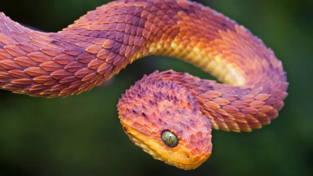 Colorful Snakes 10