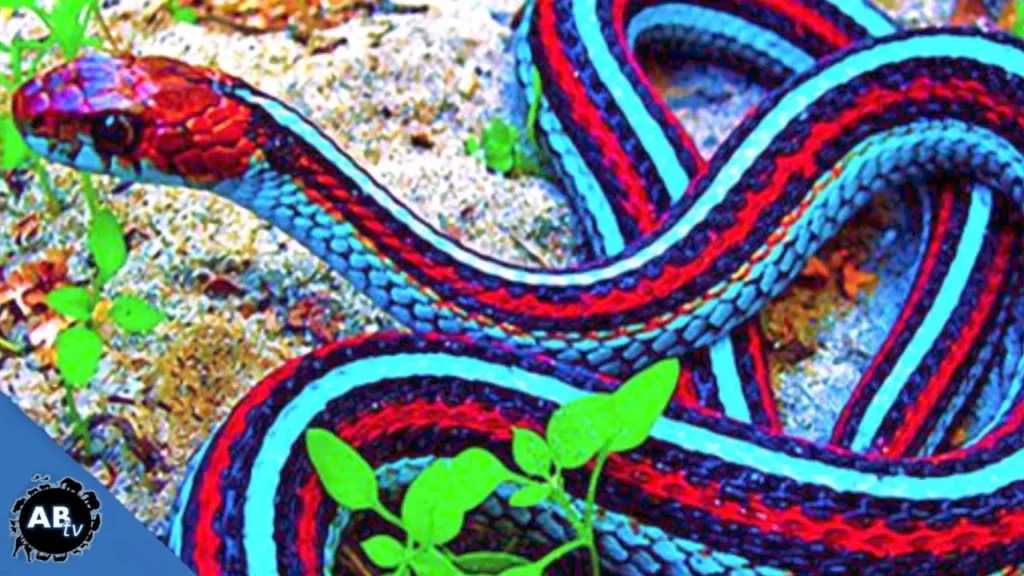 Colorful Snakes 3