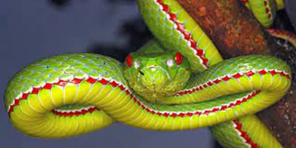 Colorful Snakes 7